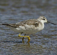 Wilson's Phalarope