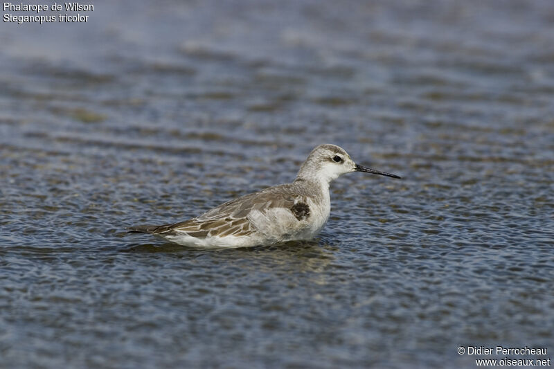 Wilson's Phalarope, identification