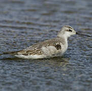 Wilson's Phalarope