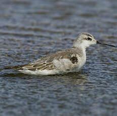 Phalarope de Wilson