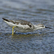 Phalarope de Wilson