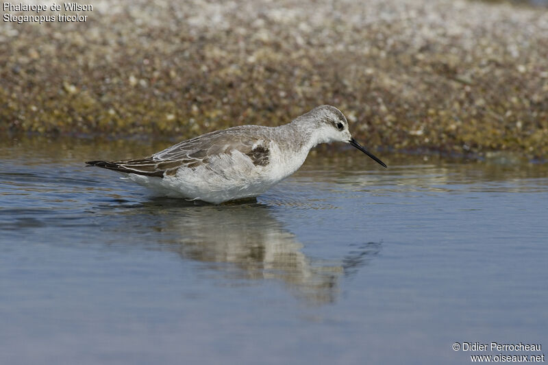 Wilson's Phalarope