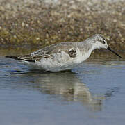 Phalarope de Wilson