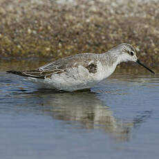 Phalarope de Wilson