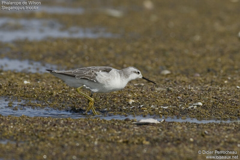 Wilson's Phalarope