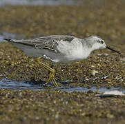 Wilson's Phalarope