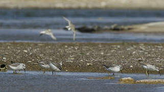 Wilson's Phalarope