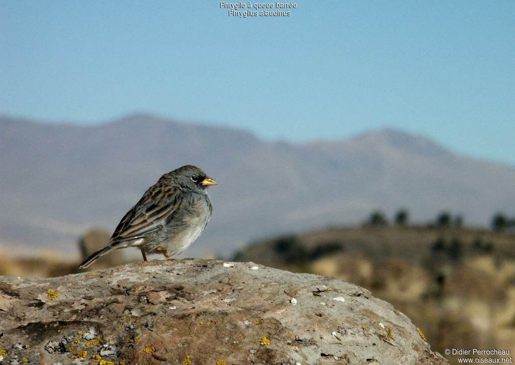 Band-tailed Sierra Finch