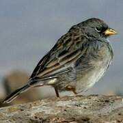 Band-tailed Sierra Finch