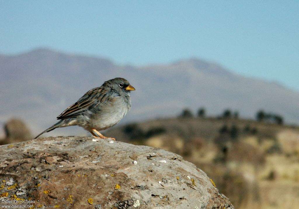 Band-tailed Sierra Finch