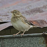 Band-tailed Sierra Finch