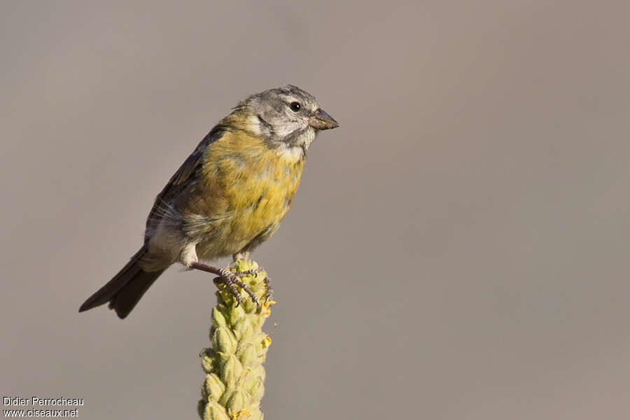 Grey-hooded Sierra Finchimmature