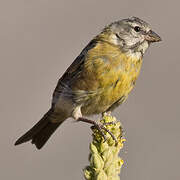 Grey-hooded Sierra Finch