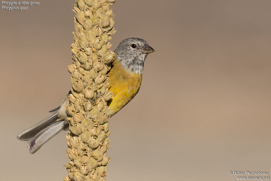 Grey-hooded Sierra Finch