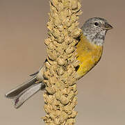 Grey-hooded Sierra Finch