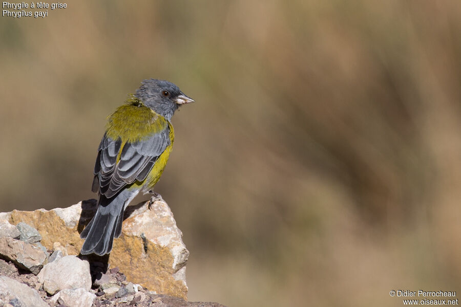 Grey-hooded Sierra Finch male adult