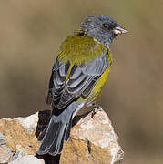 Grey-hooded Sierra Finch