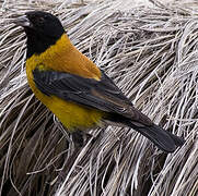 Black-hooded Sierra Finch