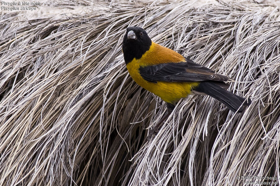 Black-hooded Sierra Finch male adult