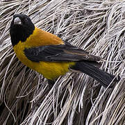 Black-hooded Sierra Finch