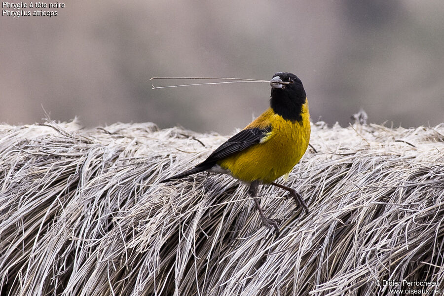 Black-hooded Sierra Finch male adult