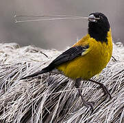 Black-hooded Sierra Finch