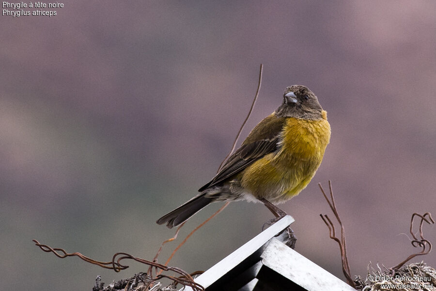 Black-hooded Sierra Finch female adult