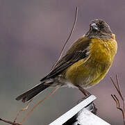 Black-hooded Sierra Finch