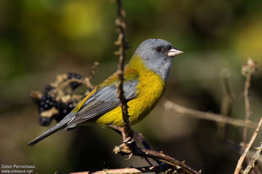 Patagonian Sierra Finch male adult, identification