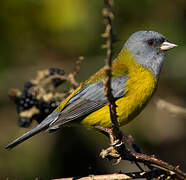 Patagonian Sierra Finch