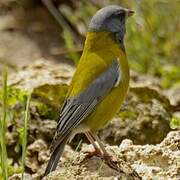 Peruvian Sierra Finch