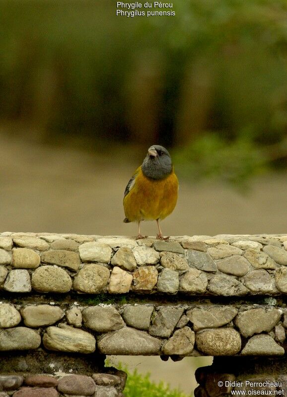 Peruvian Sierra Finchadult