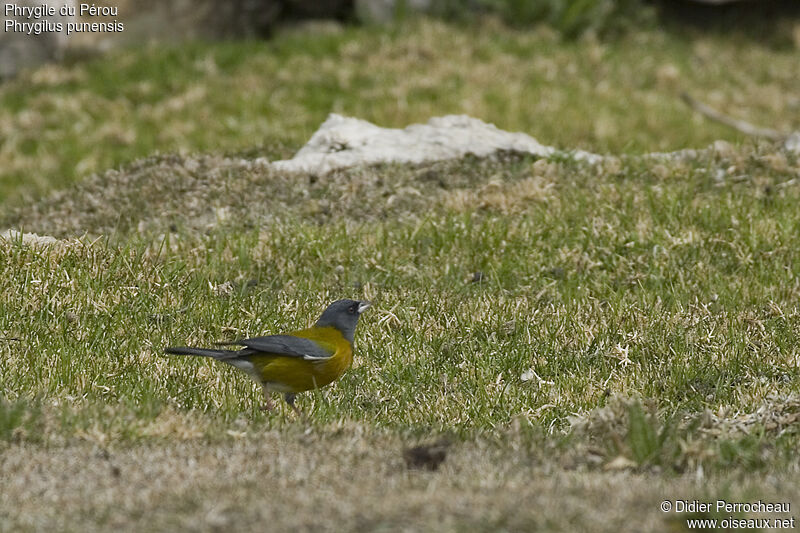 Peruvian Sierra Finch