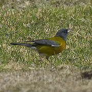 Peruvian Sierra Finch