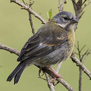 Peruvian Sierra Finch