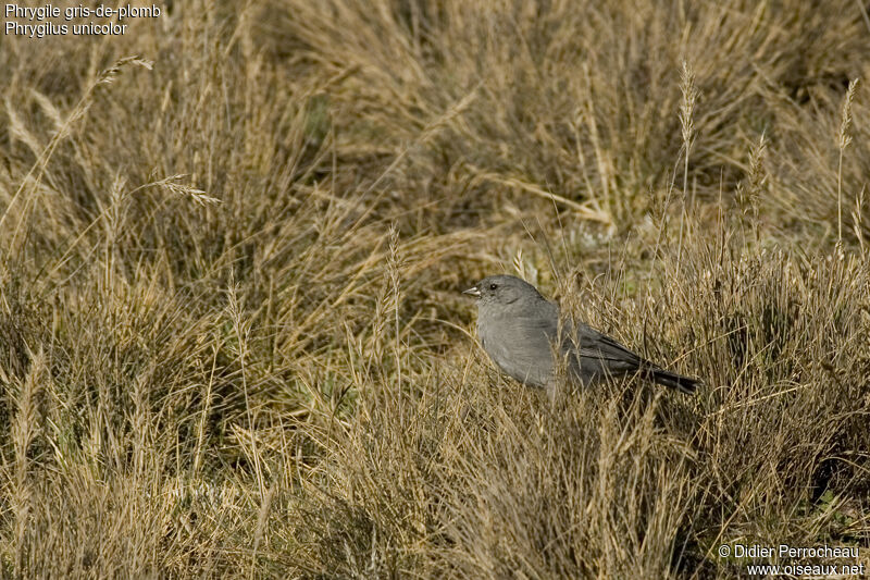 Plumbeous Sierra Finch