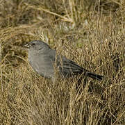 Plumbeous Sierra Finch