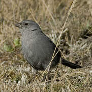 Plumbeous Sierra Finch