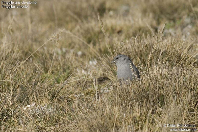 Phrygile gris-de-plomb