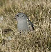 Plumbeous Sierra Finch