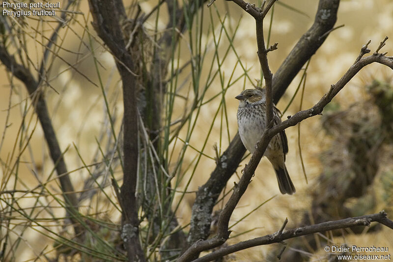 Mourning Sierra Finch female