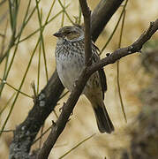 Mourning Sierra Finch