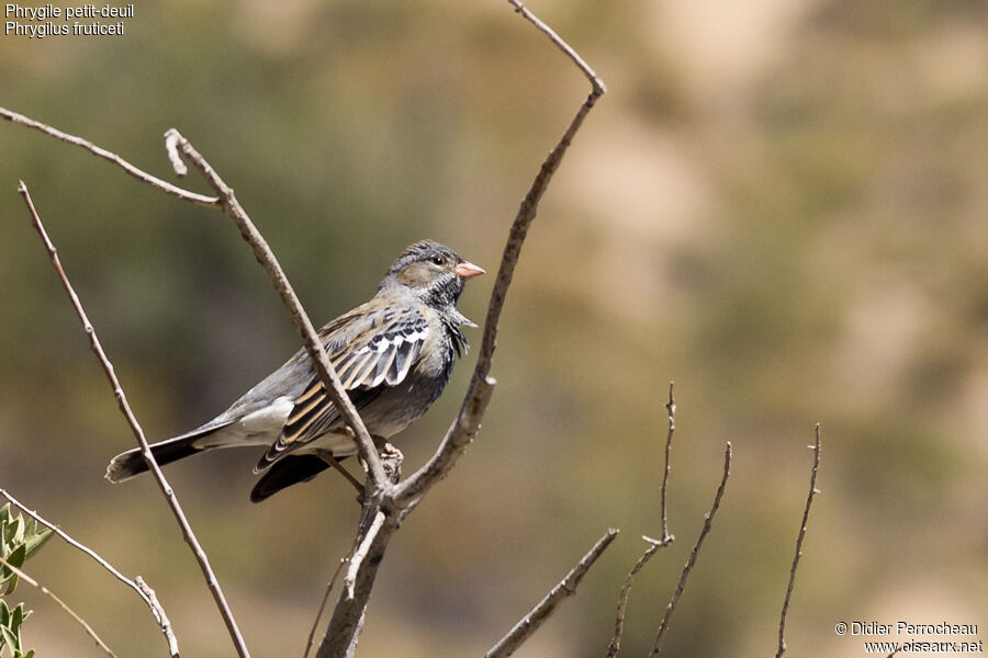 Mourning Sierra Finch