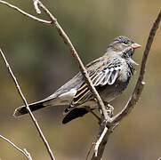 Mourning Sierra Finch