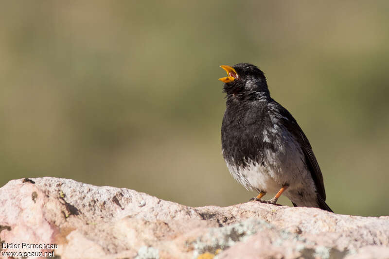 Mourning Sierra Finch male adult, song