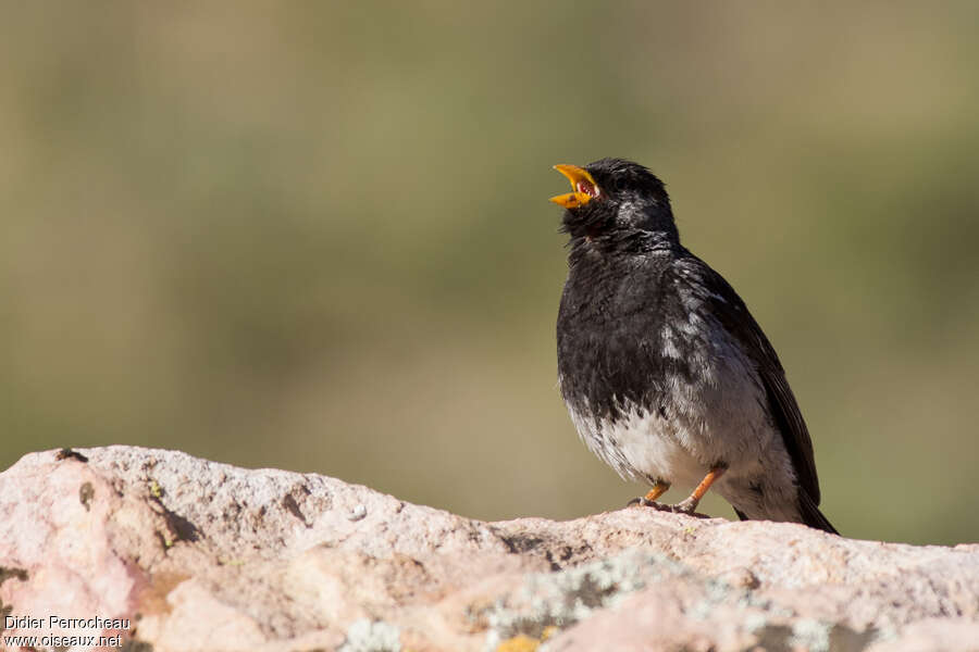 Mourning Sierra Finch male adult, song