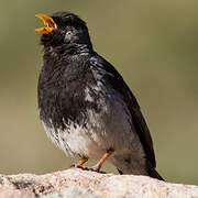 Mourning Sierra Finch