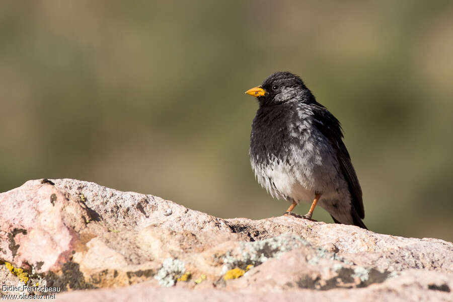 Mourning Sierra Finch male adult