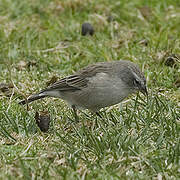 Ash-breasted Sierra Finch