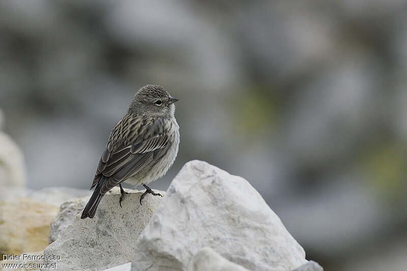 Phrygile plébéienimmature, identification